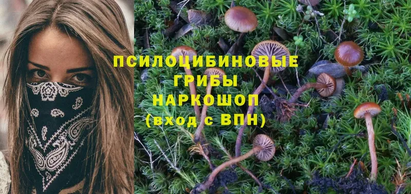 купить наркоту  ОМГ ОМГ ССЫЛКА  Псилоцибиновые грибы MAGIC MUSHROOMS  Жуков 